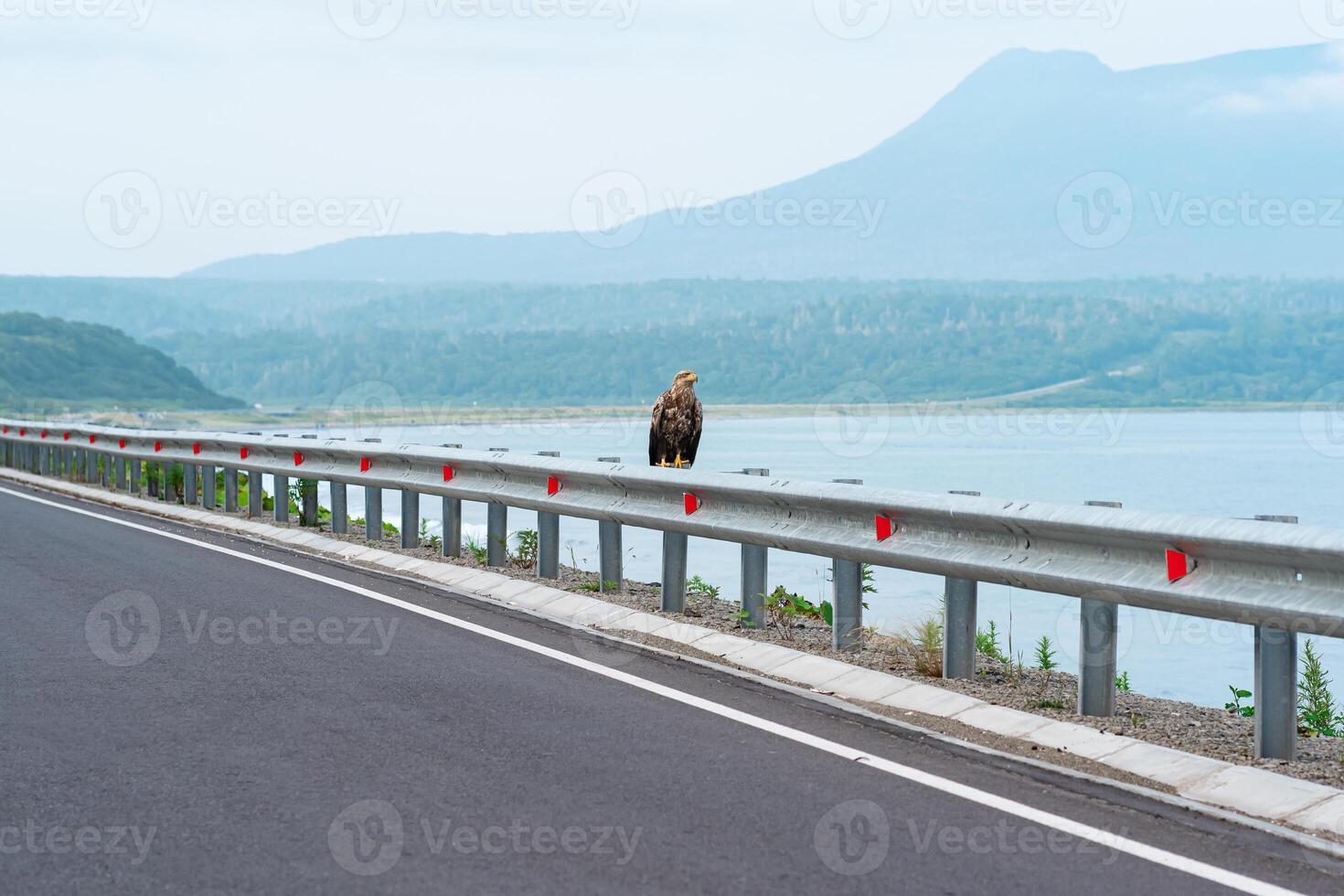 gray sea eagle sits on a traffic barrier on the edge of a coastal highway against the backdrop of a foggy bay, Kunashir Island photo