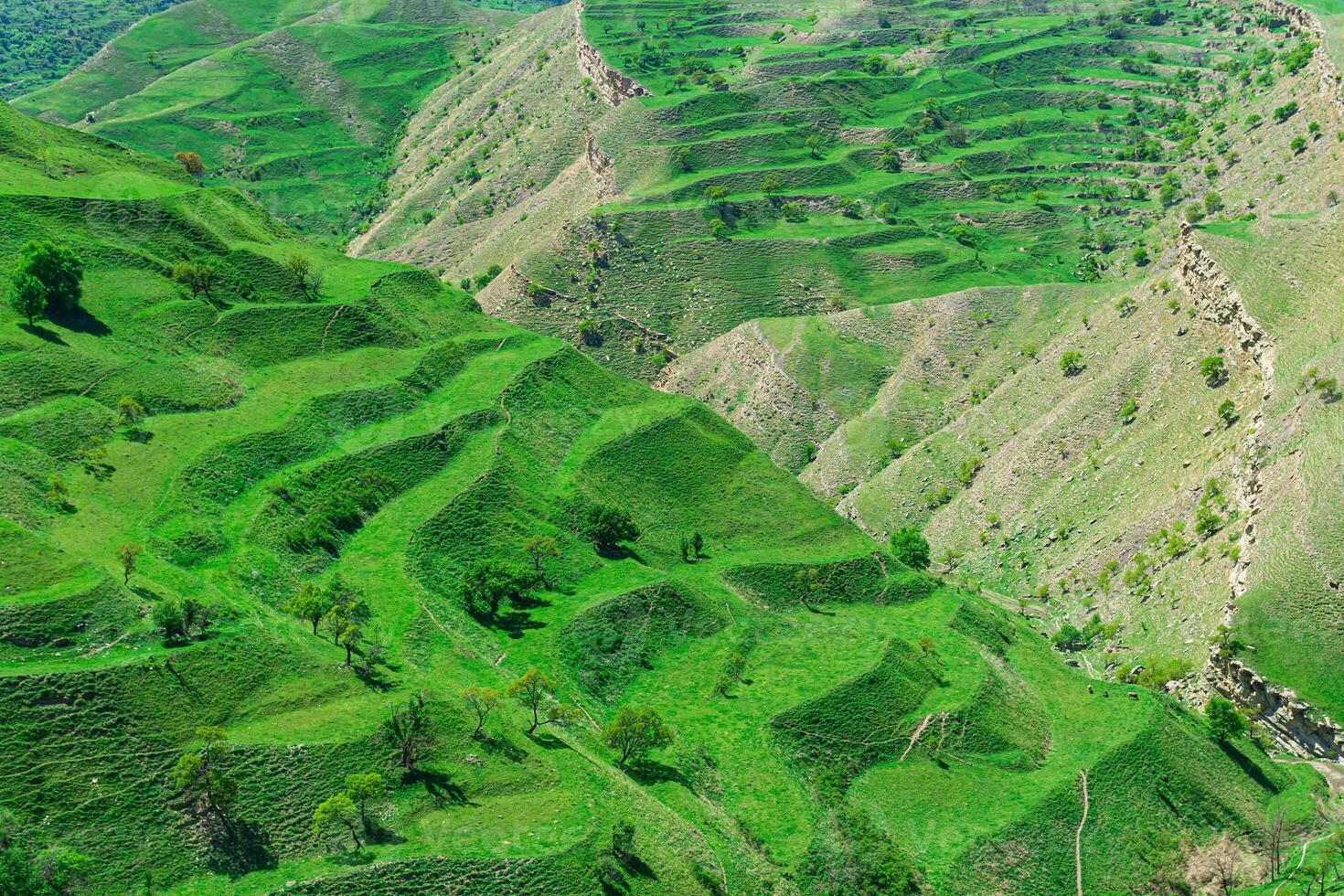 mountain landscape with green terraced hay fields on the slopes photo