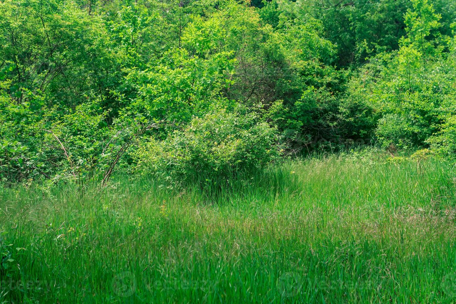 natural landscape, grassy meadow at the edge of a deciduous forest photo