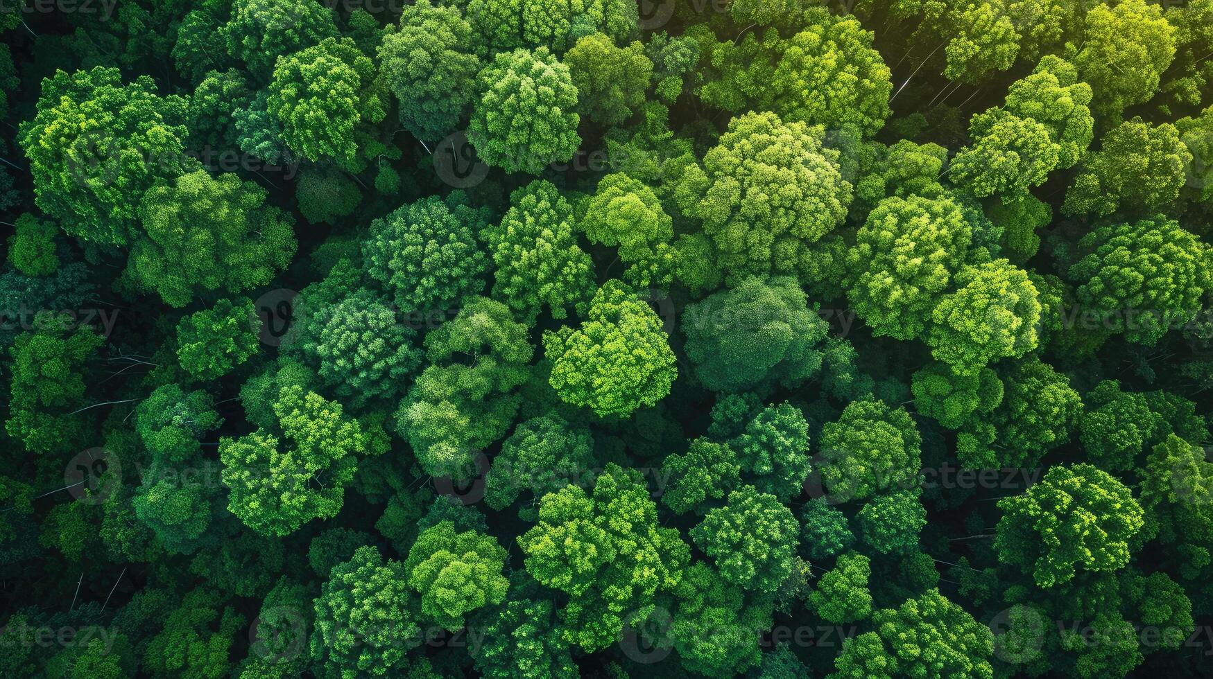 AI generated Aerial top view forest tree, Rainforest ecosystem and healthy environment concept background, Texture of green tree forest view from above, Beautiful sunrise over the mountains photo