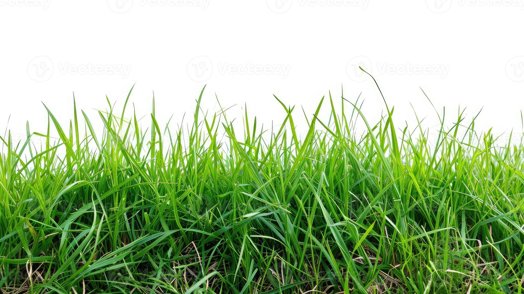 AI generated Isolated green grass on a white background photo