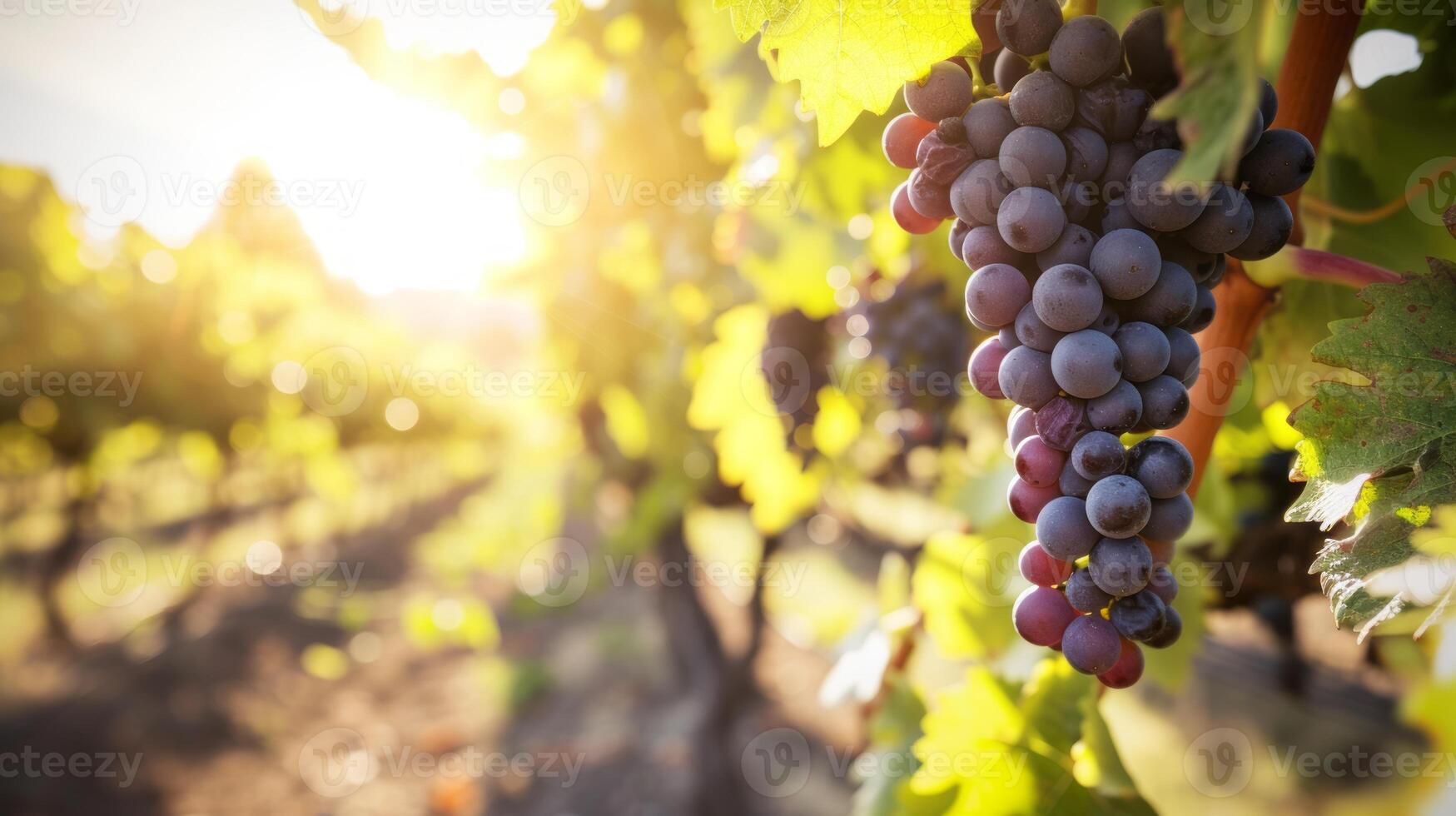 AI generated Sunny vineyard with clusters of ripe grapes in focus photo