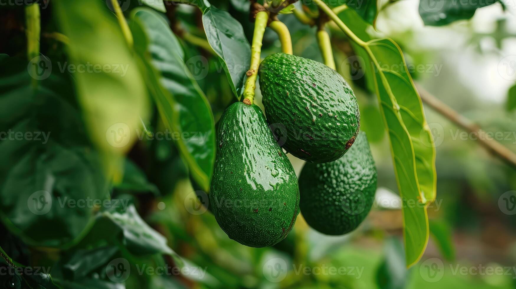 AI generated green Hass Avocados fruit hanging in the tree photo