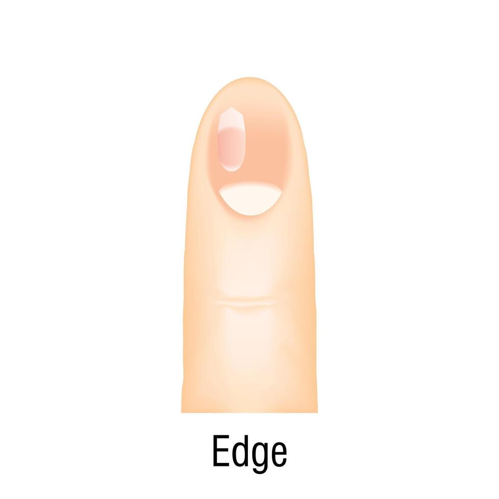 Edge nail design icon cartoon vector. Form studio vector
