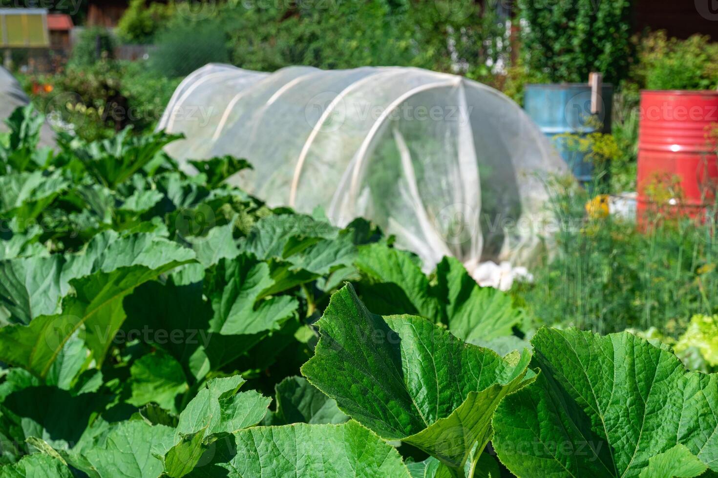 garden bed with squashes on the background of a vegetable garden with a polytunnel photo