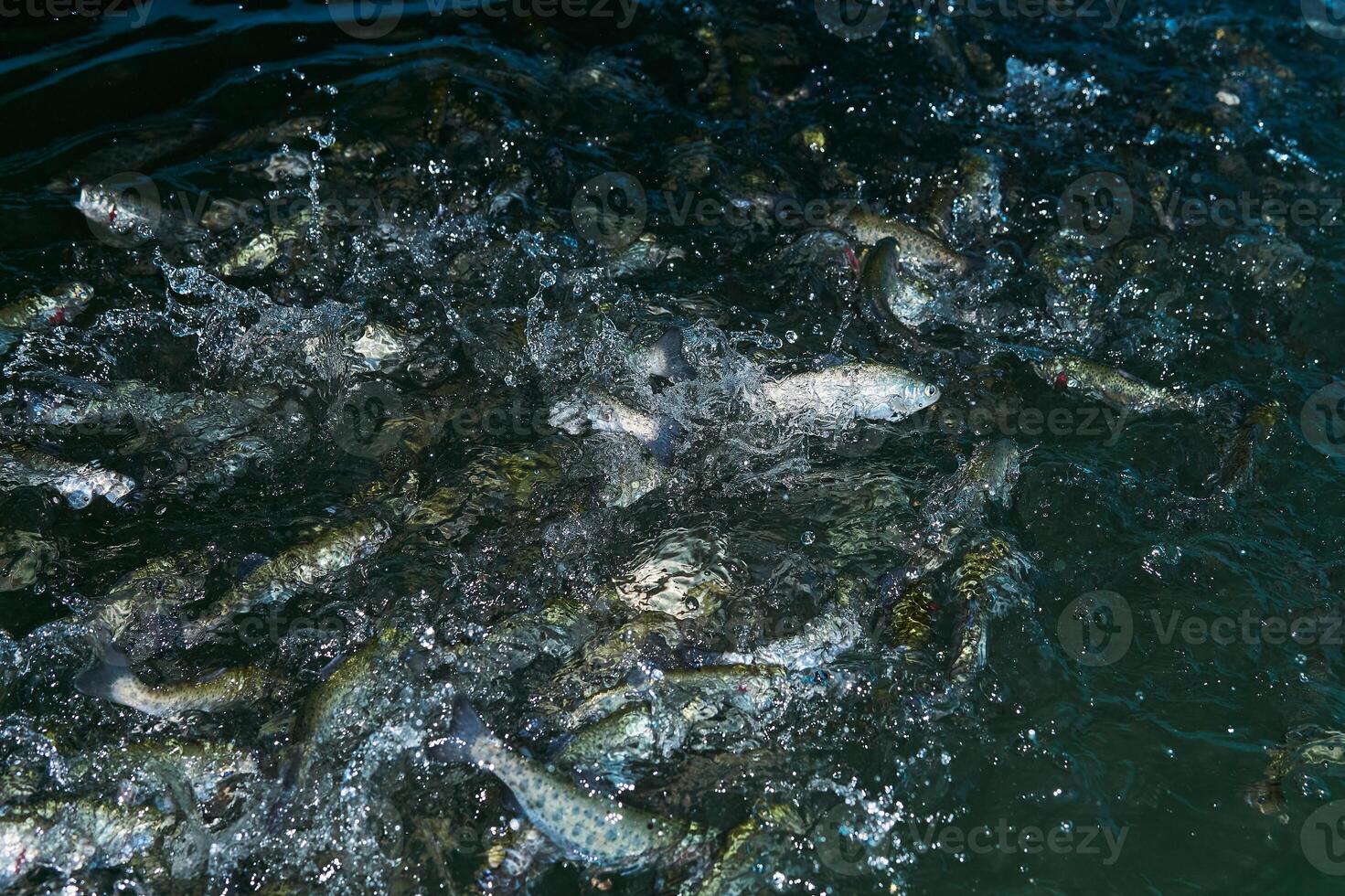 trout splashing in the water at a fish farm waiting for feeding photo