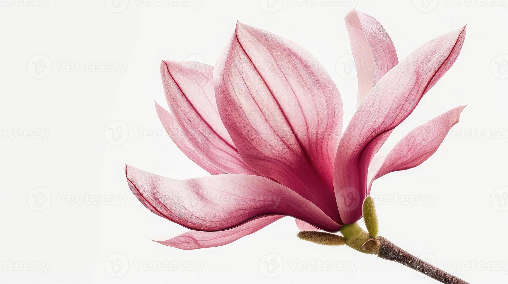 AI generated Pink magnolia flower isolated on white background with full depth of field photo