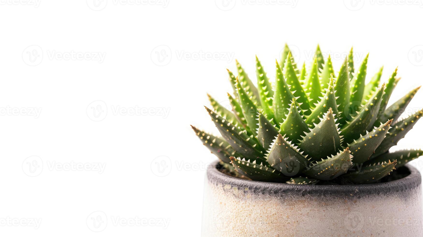 AI generated Small plant in pot succulents or cactus isolated on white background photo