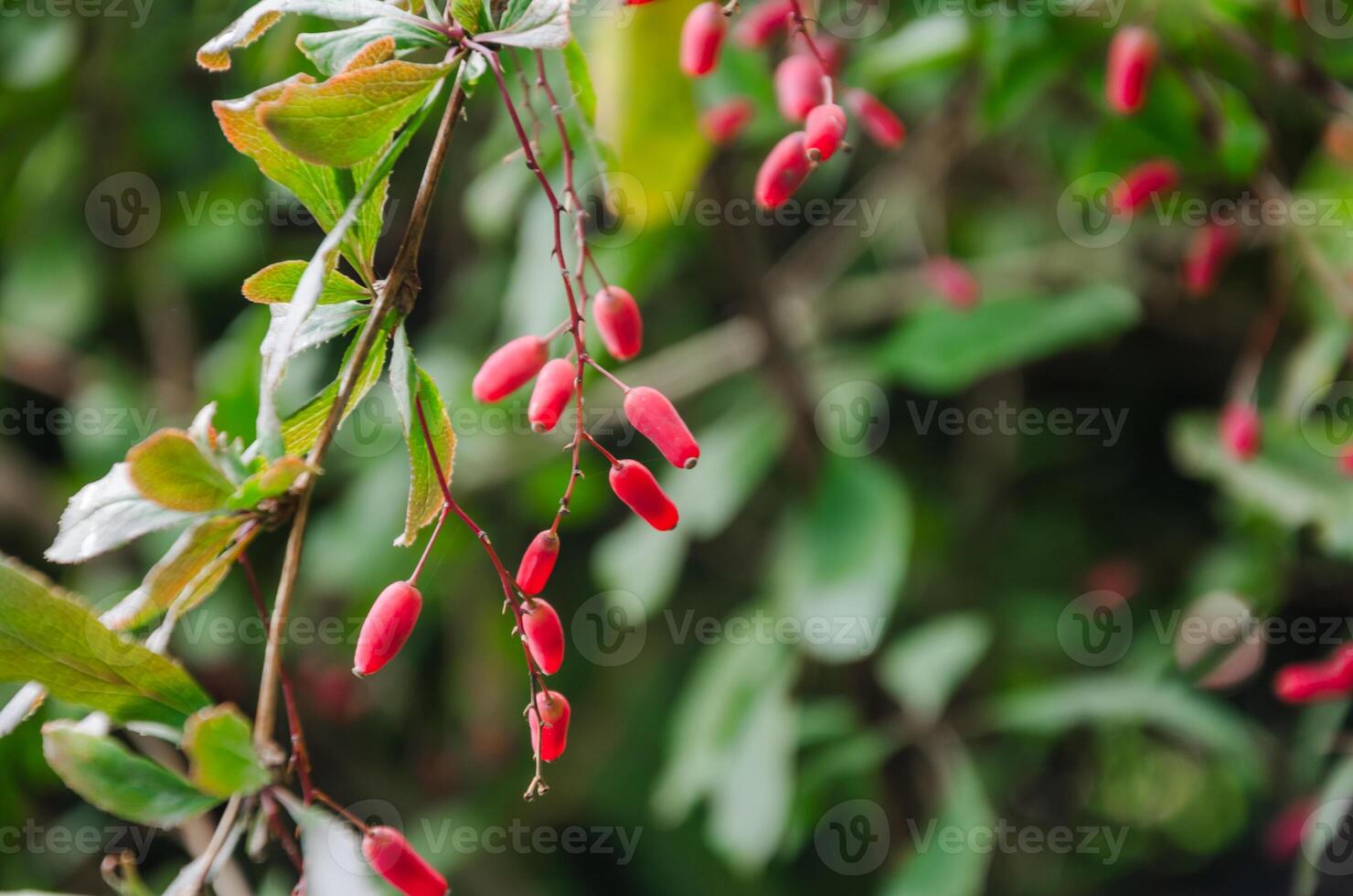 Ornamental barberry shrub in autumn with red berries photo