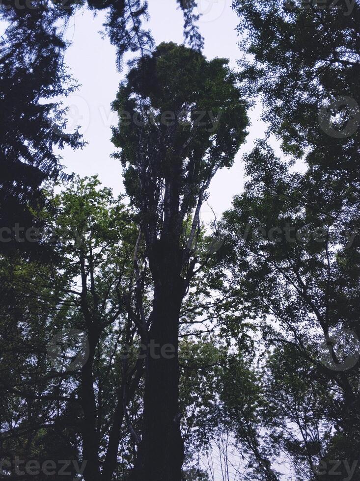 un hermosa árbol en el parque debajo el noche cielo foto