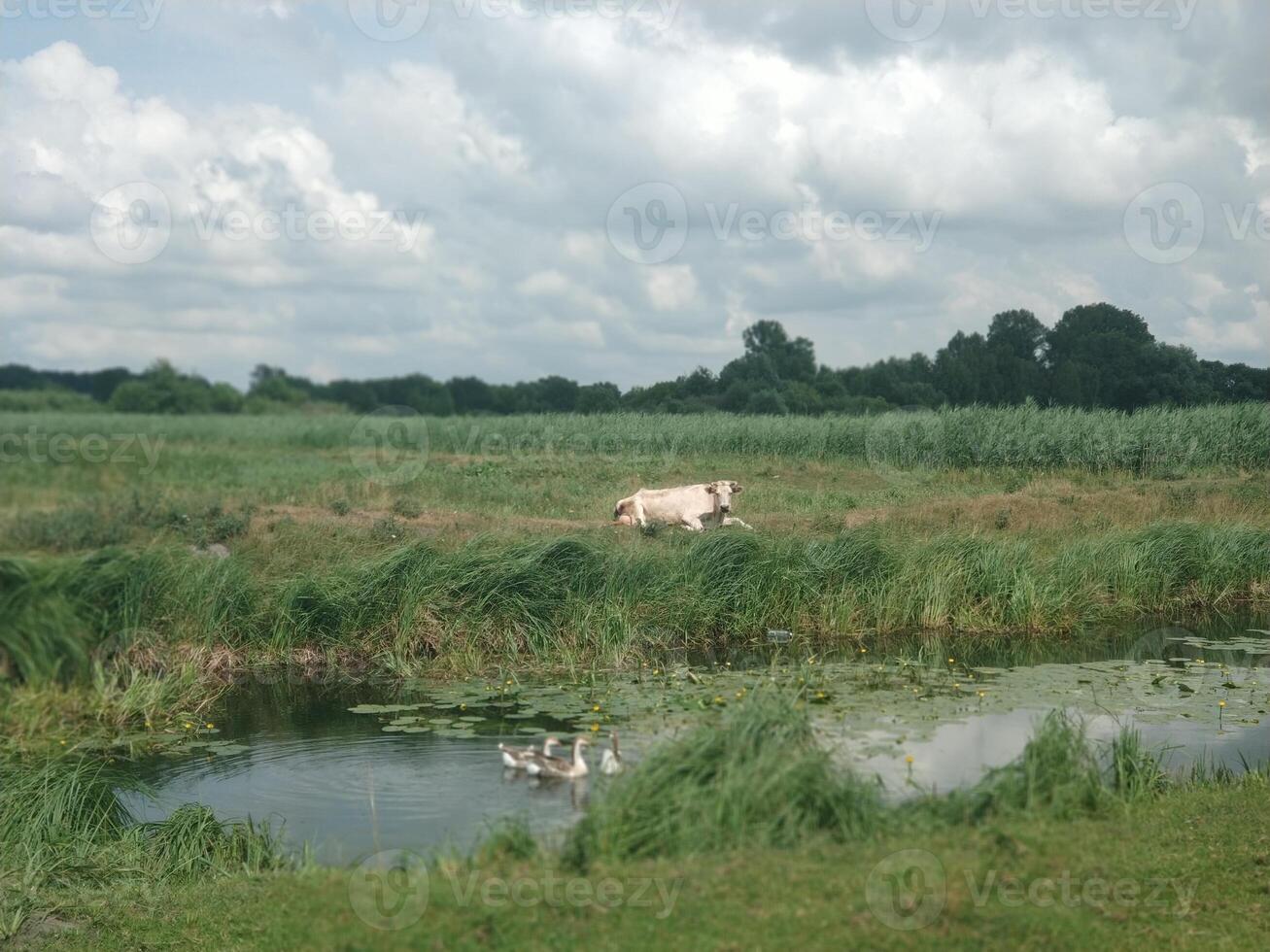 hermosa paisaje con un verde campo y un vaca descansando en un prado, patos nadando en un lago foto