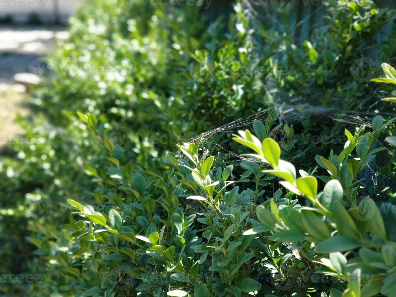 Bright green leaves are covered with cobwebs photo