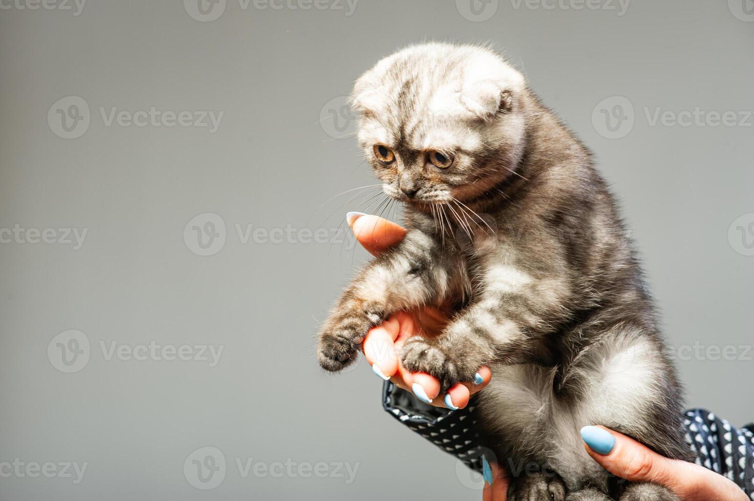 Gray cat with beautiful eyes on a grey background. photo