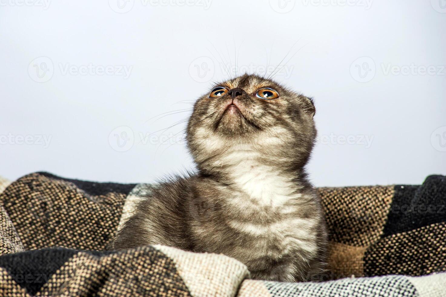 Gray cat with beautiful eyes on a grey background. photo