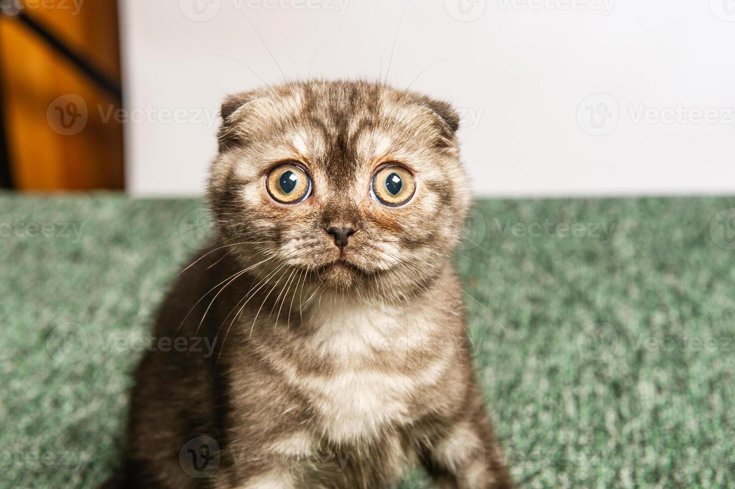 Gray cat with beautiful eyes on a white background photo