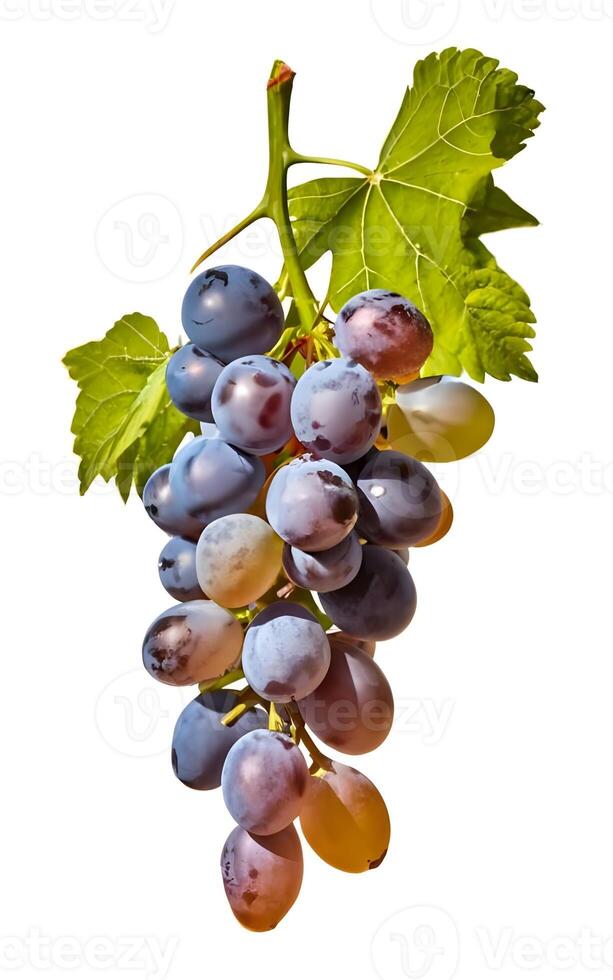 AI generated Ripe grapes with leaves isolated on white background photo