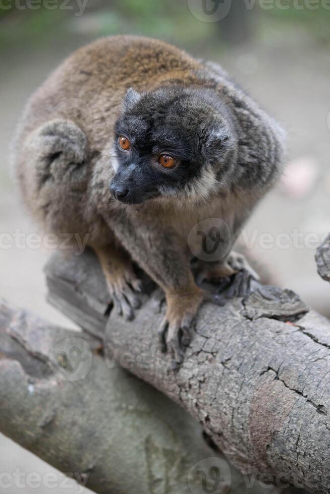 a curious lemur at a zoo along the Costa Del Sol photo