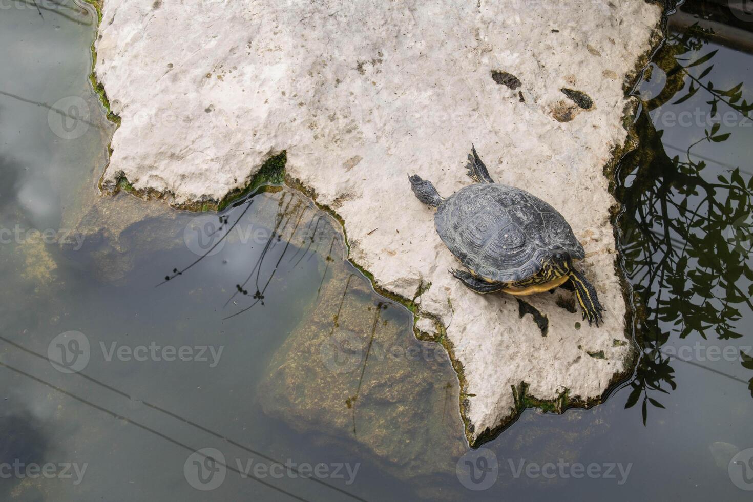 a bird's eye view of a turtle resting on a rock. photo