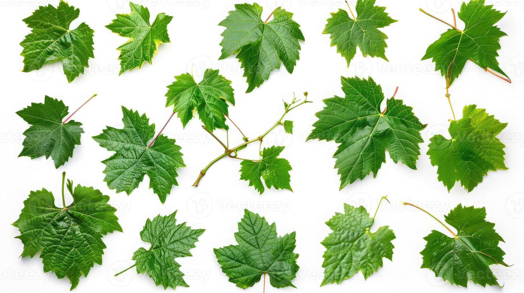 AI generated Grape leaf isolated. Young grape leaves with branch and tendrils on white background. Grape leaf collection on white. Full depth of field. photo