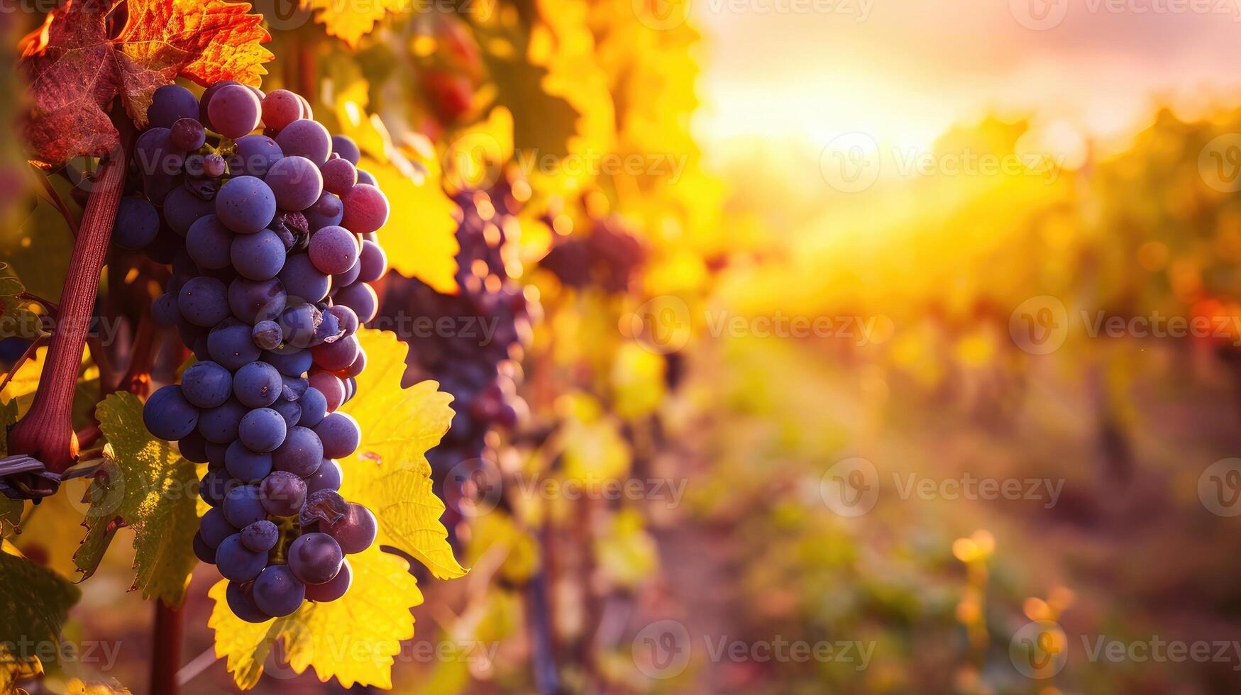 ai generado viñedos a puesta de sol en otoño cosecha. maduro uvas en caer. foto