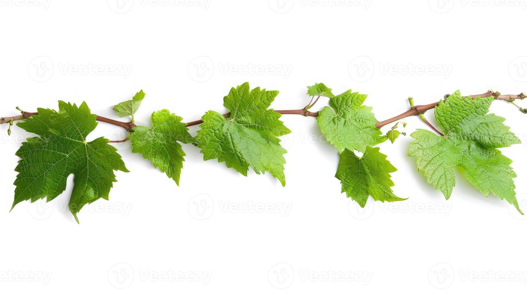 AI generated Grape leaf isolated. Young grape leaves with branch and tendrils on white background. Grape leaf collection on white. Full depth of field. photo