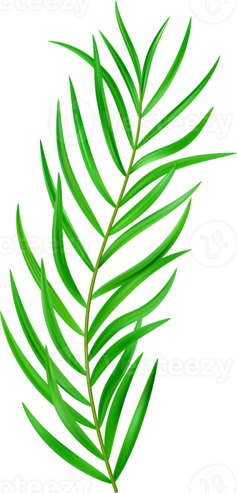Jungle exotic leaf. tropical leaves png
