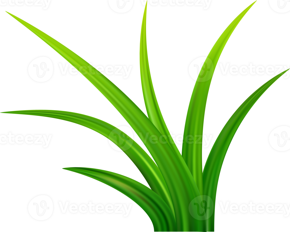 Green grass meadow border png