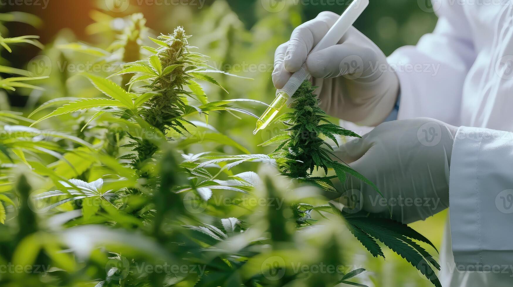 AI generated Researchers research and record data from cannabis plants on hemp farms. Medical marijuana, photo