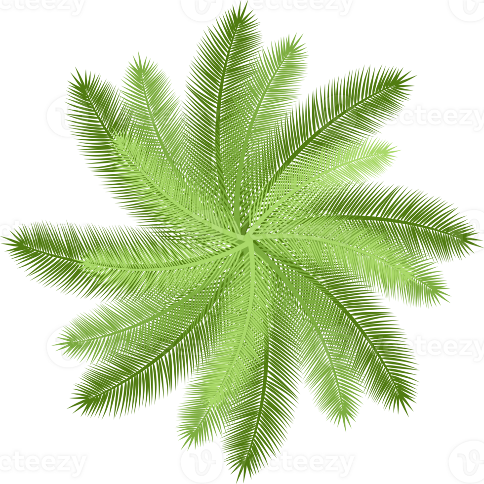 Trees top view. png