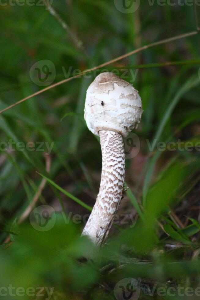 Thin long white poisonous mushroom in the forest photo