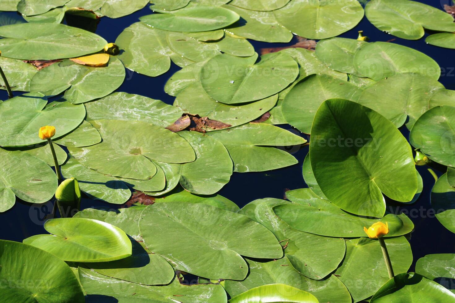 Colorful lotus flower above the lake. Nelumbo is a genus of aquatic plants with large, showy flowers. photo