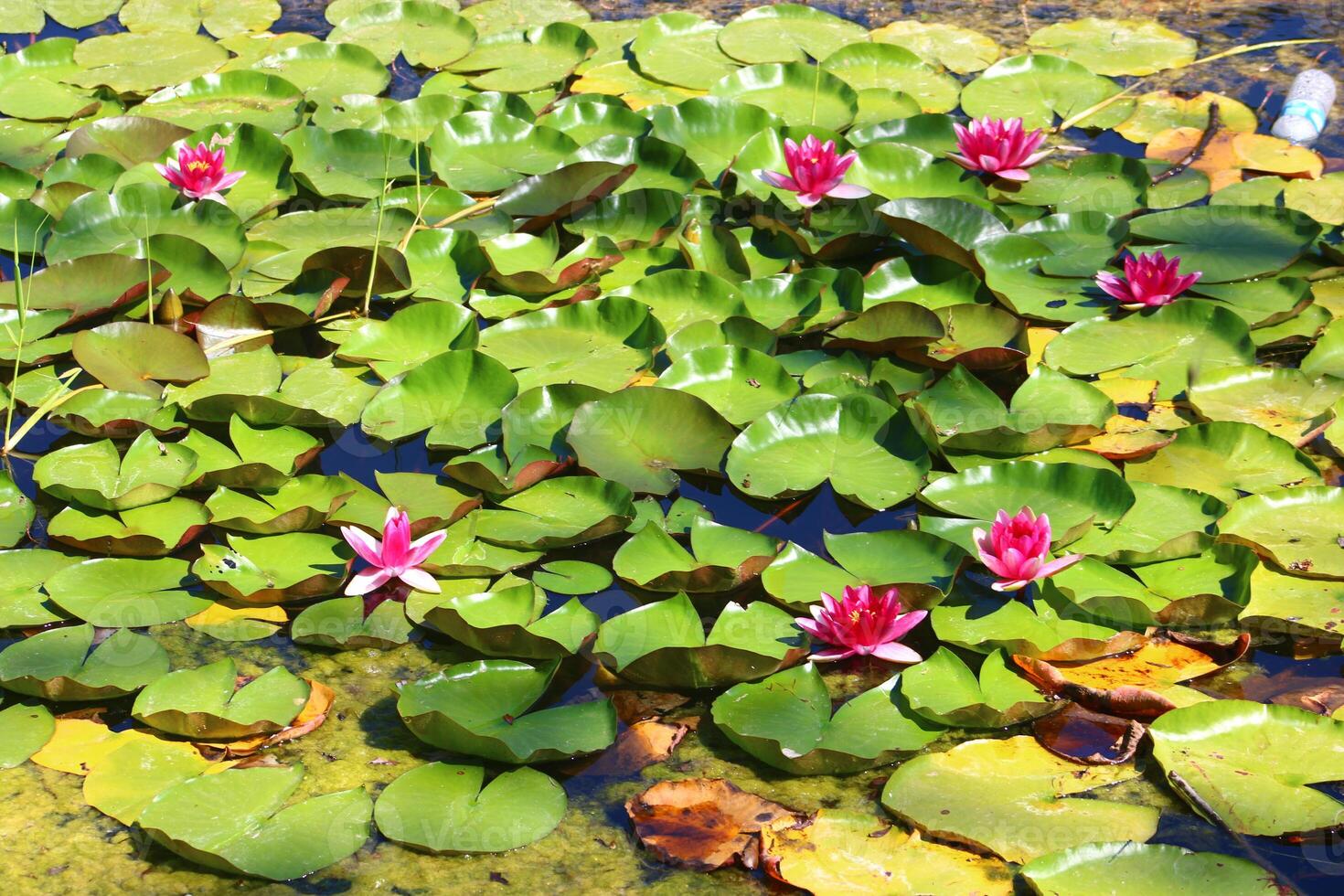 Colorful lotus flower above the lake. Nelumbo is a genus of aquatic plants with large, showy flowers. photo
