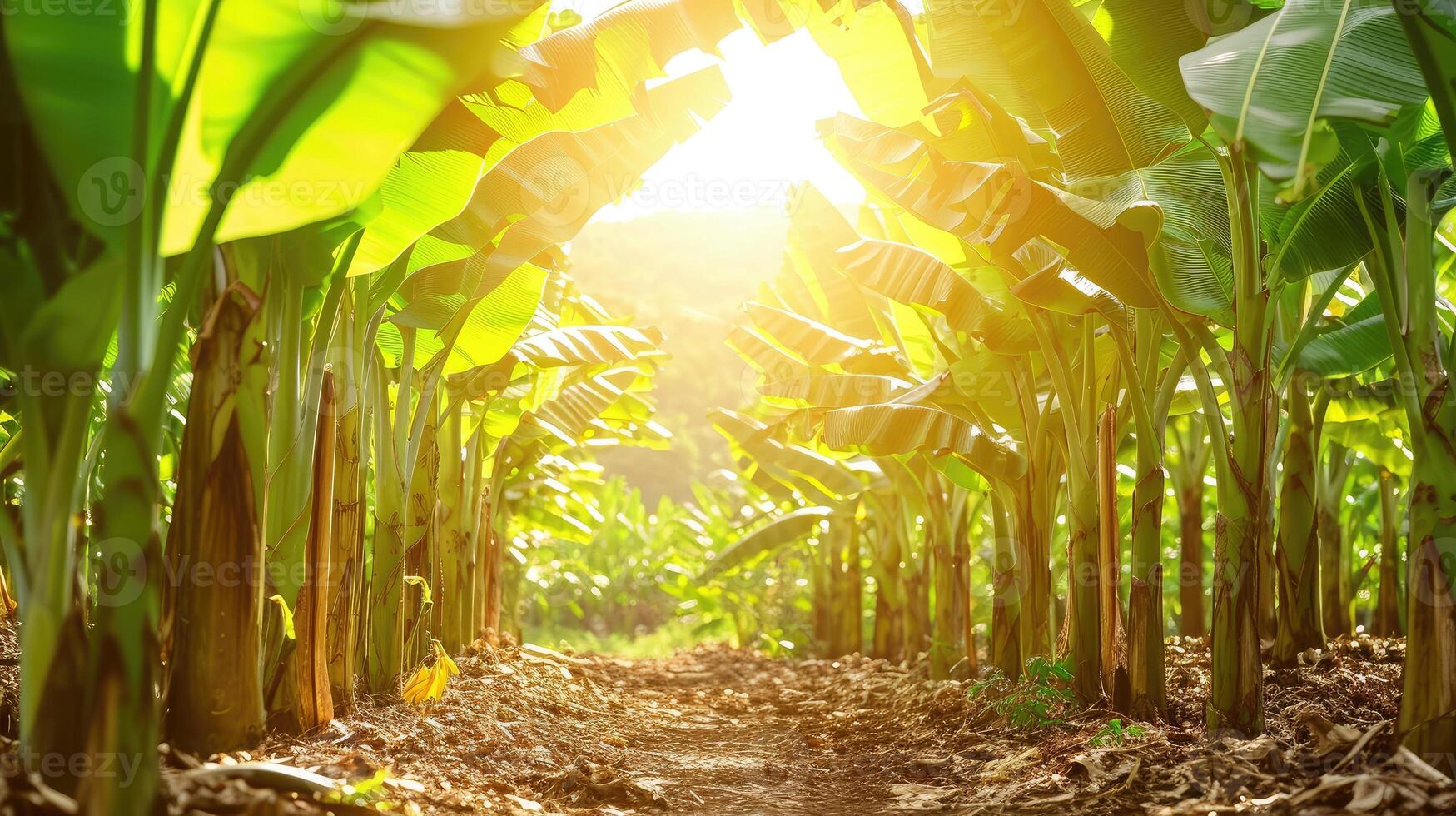 AI generated Banana tree plantation in nature with daylight photo