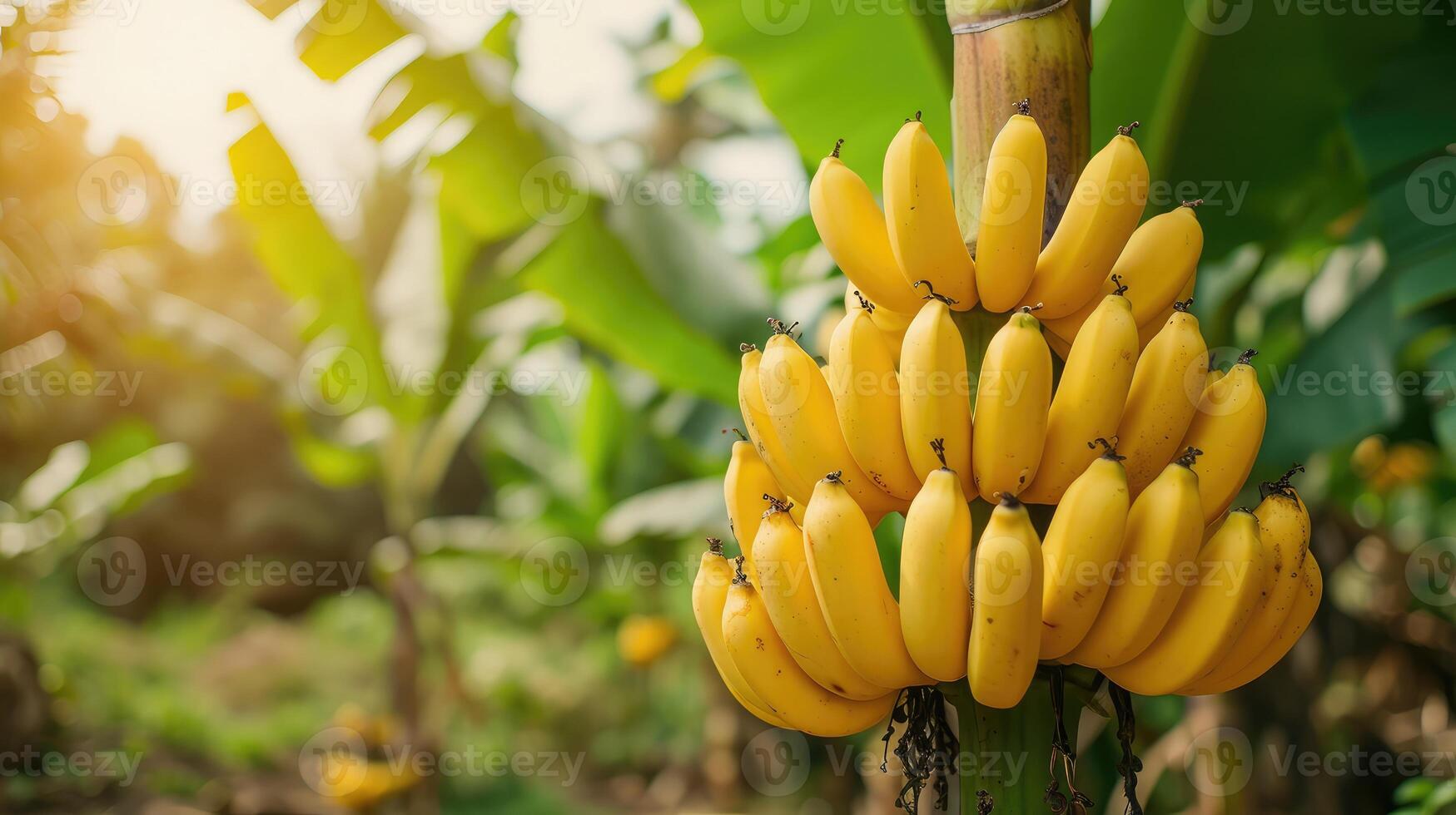 AI generated Banana tree with bunch of growing ripe yellow bananas, plantation rain-forest background photo