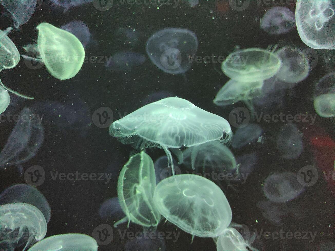 Silent Drifters Jellyfish in Moonlight photo