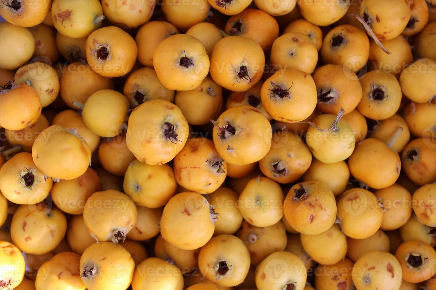 Crataegus orientalis, known as oriental hawthorn, is a species of hawthorn native to the Mediterranean region, Turkey with fruits that are orange or various shades of red. photo