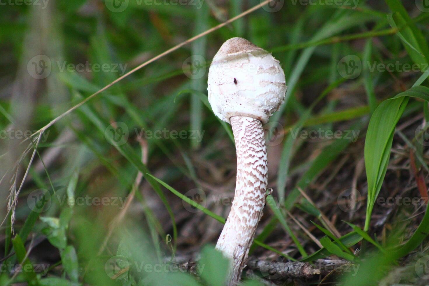 Thin long white poisonous mushroom in the forest photo