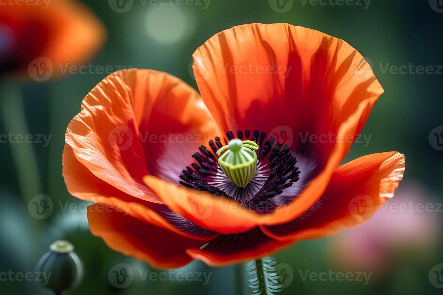 AI generated Close up view of a red poppy flower blooming in garden during spring photo