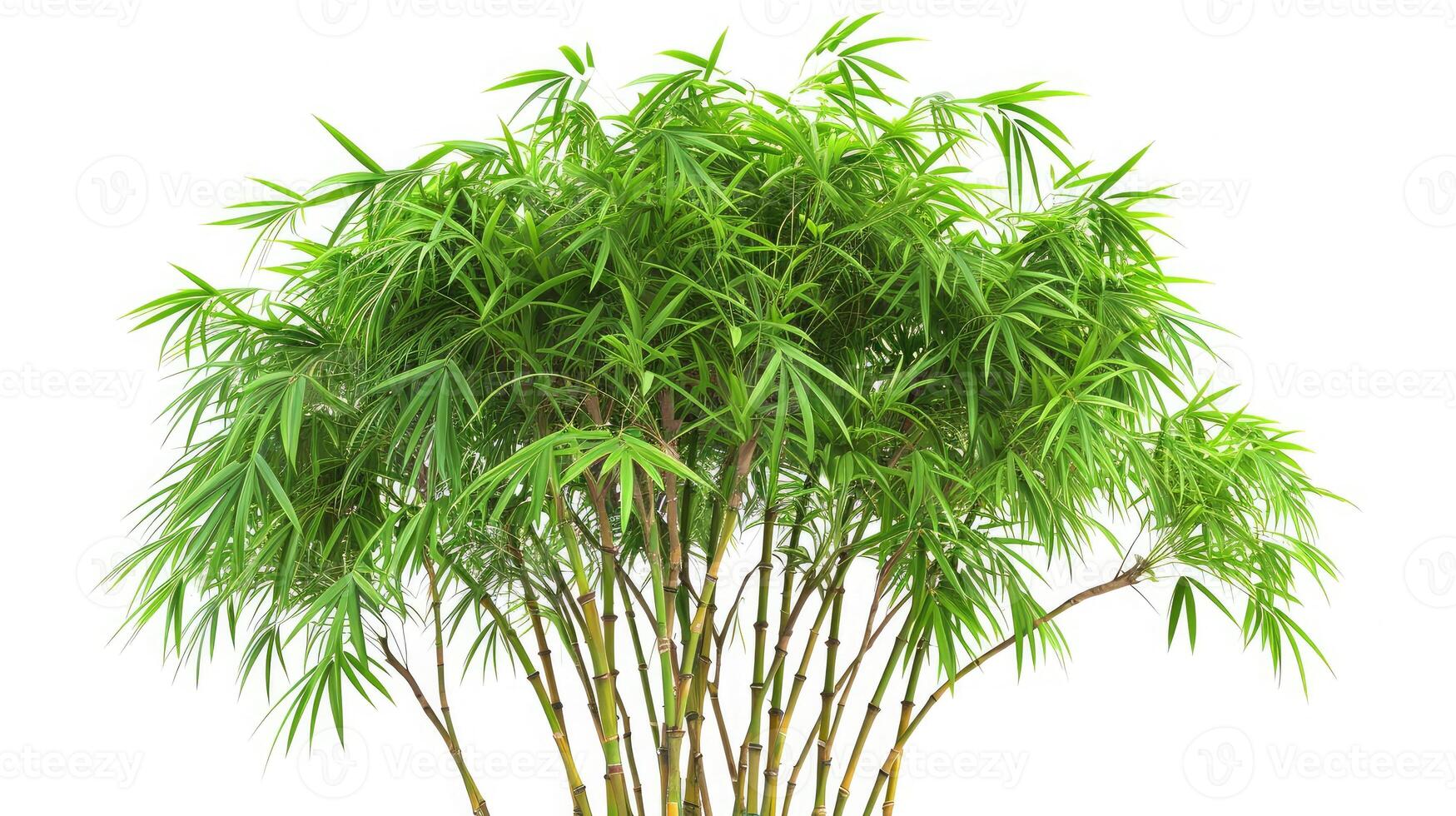 AI generated Bamboo. Isolated tree on white background. Images of high resolution bamboo tree photo