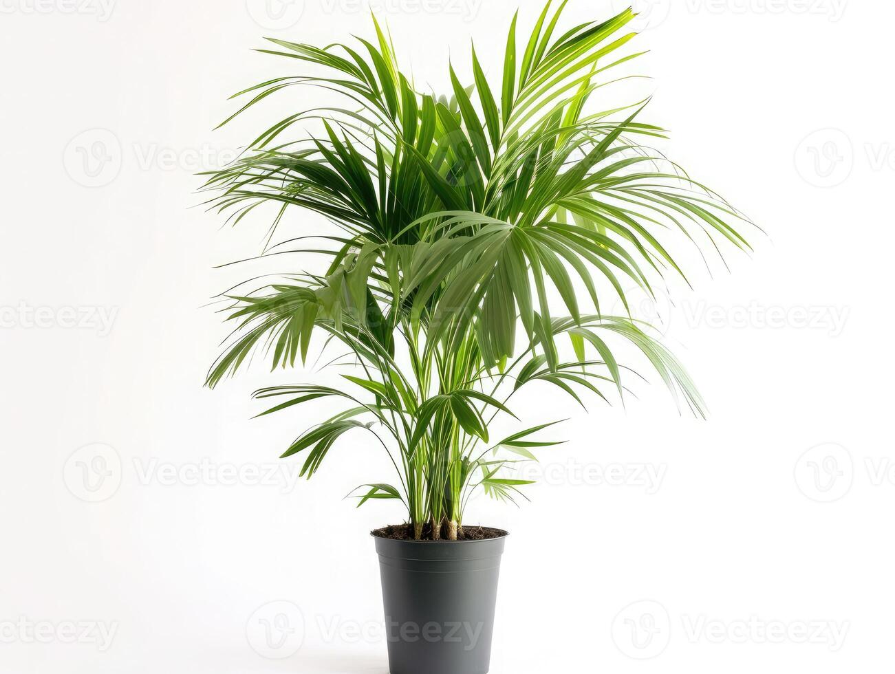 AI generated Kentia Palm Tree grey in pots. Houseplant isolated on white background photo
