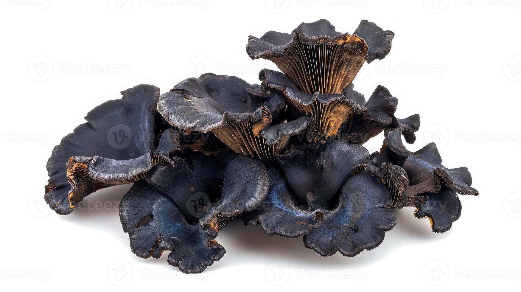 AI generated Black fungus on isolated white background. photo