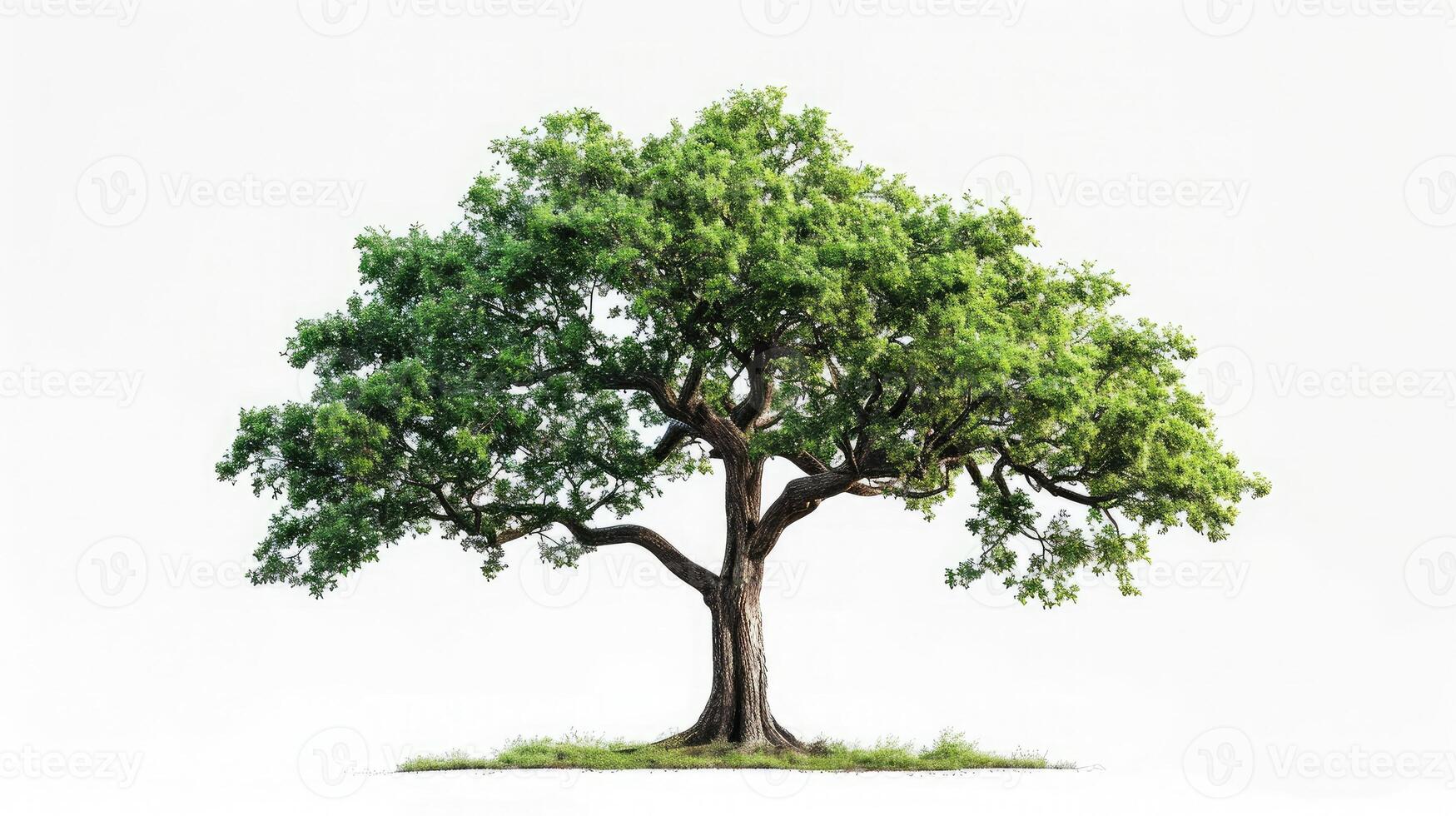 AI generated big tree isolate on white background photo