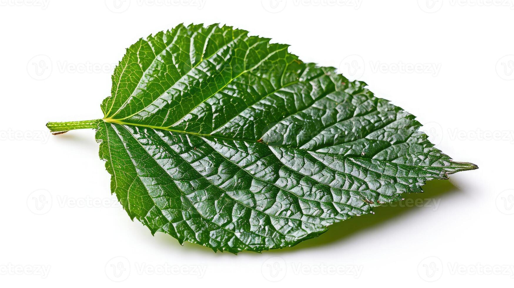 AI generated Perilla leaf on isolated white background. photo