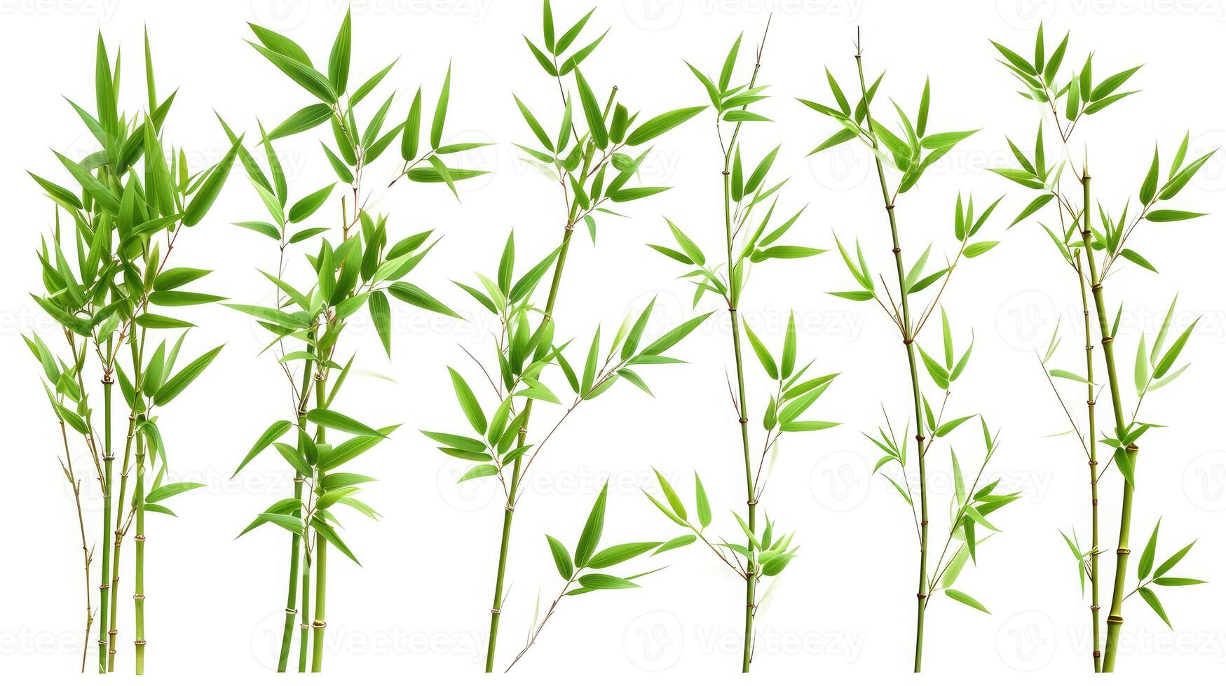 AI generated Branches of bamboo set isolated on white background photo