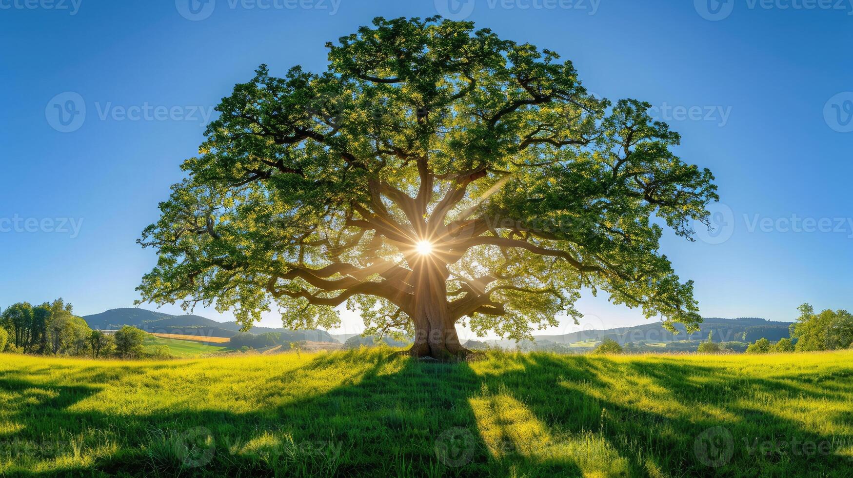 AI generated The sun shining through a majestic green oak tree on a meadow, with clear blue sky in the background, panorama format photo