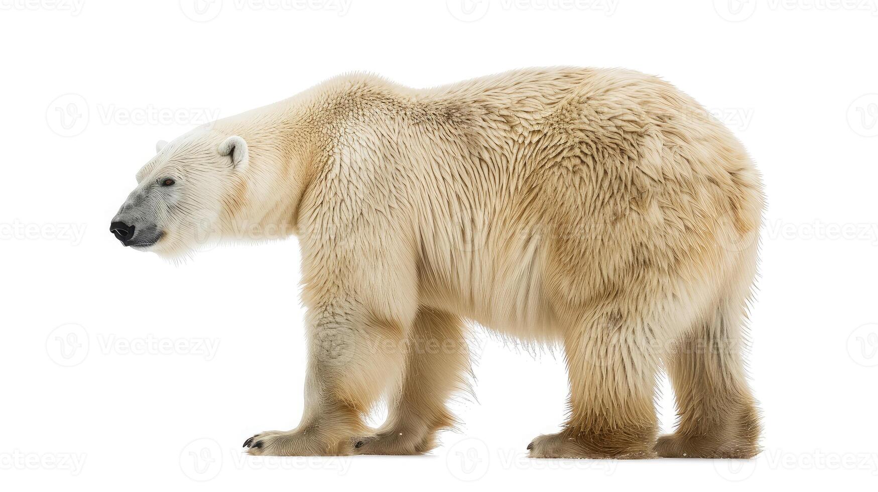 AI generated polar bear on isolated white background. photo