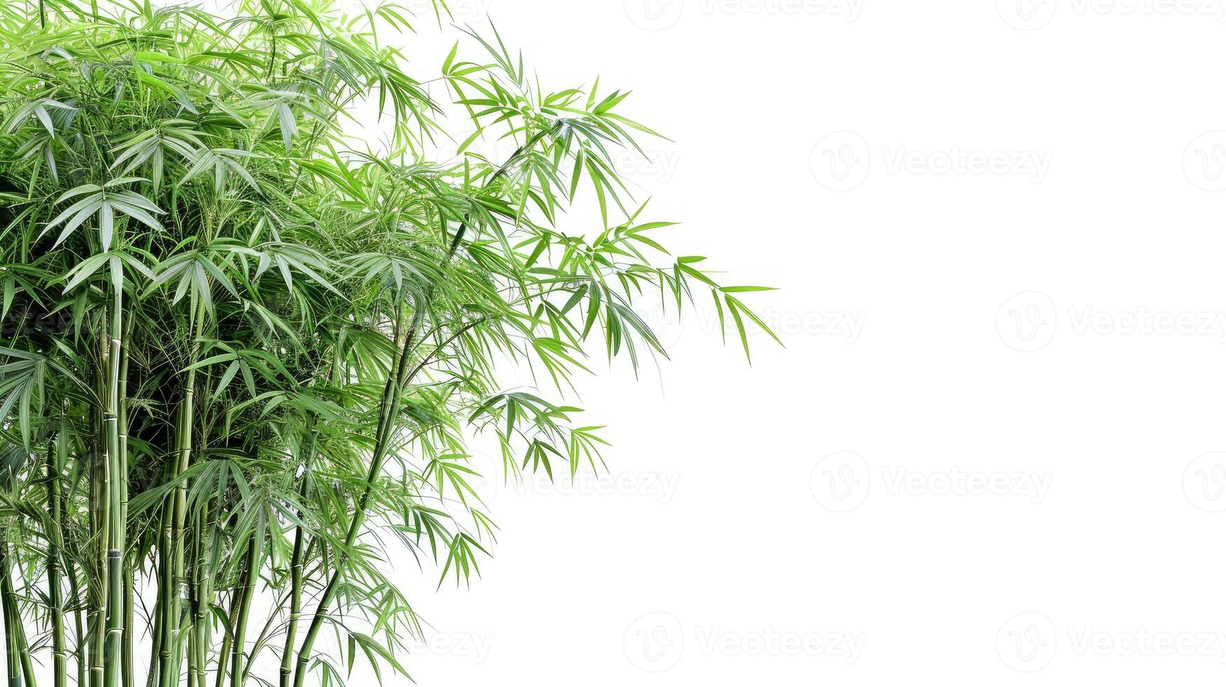 AI generated Bamboo. Isolated tree on white background. Images of high resolution bamboo tree photo