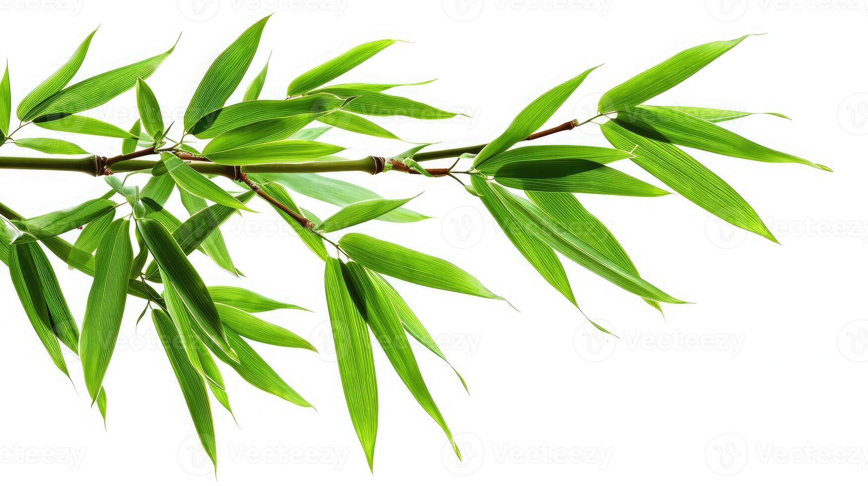 AI generated bamboo tree branch isolated on white background photo