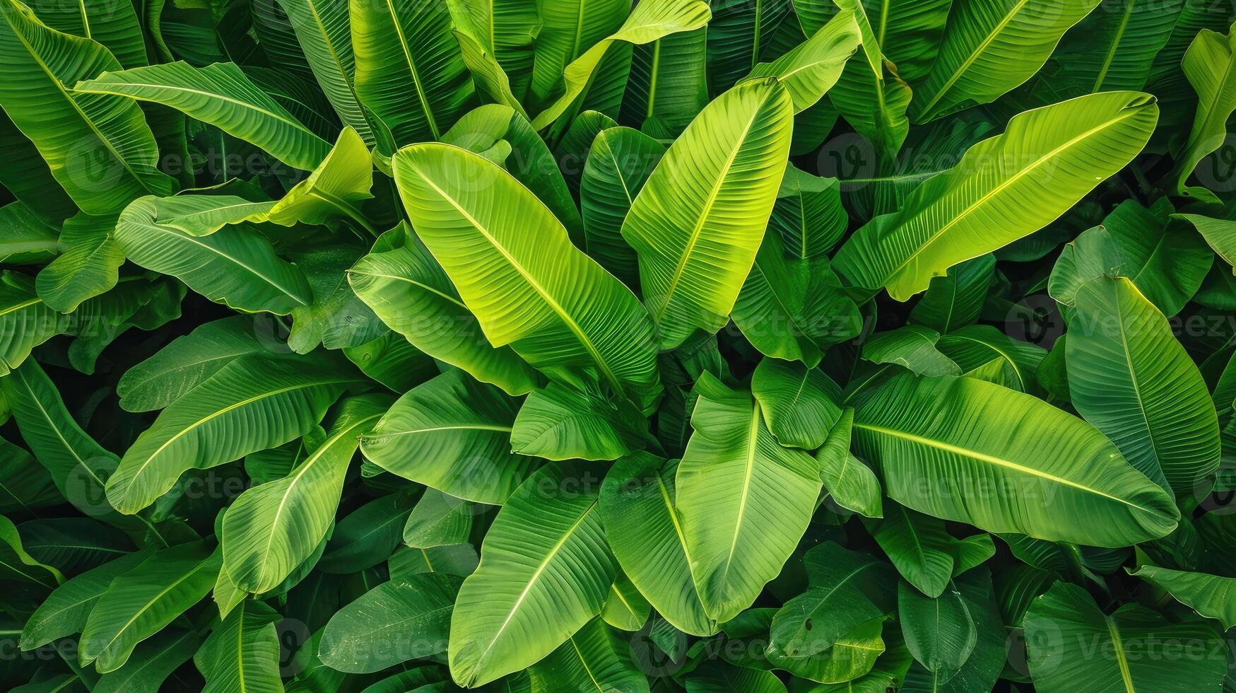 AI generated green ribbed plantain, plant, beautiful floral background photo