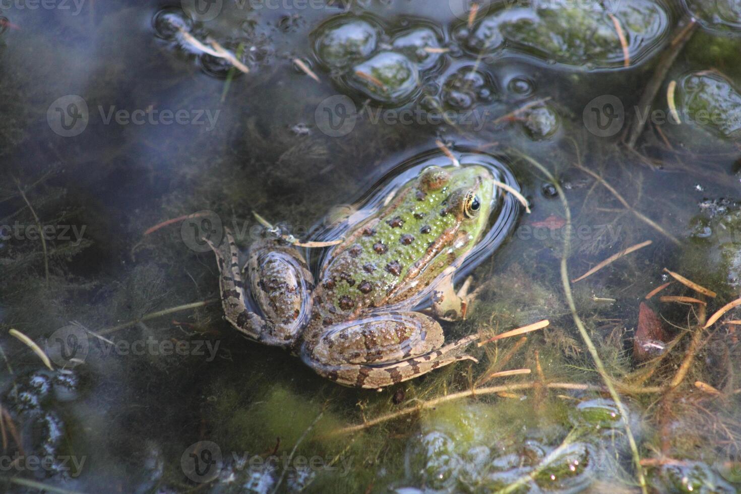 little green frog on the leaf in the lake photo